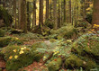 canvas print picture - wald