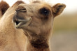 camel looking eye to eye with you