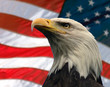 Leinwanddruck Bild american eagle