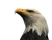 Bald Eagle, Isolated