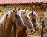 Fototapeta Konie - tree horses
