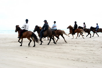 Wall Mural - danish horses on the beach