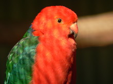 King Parrot Close Up