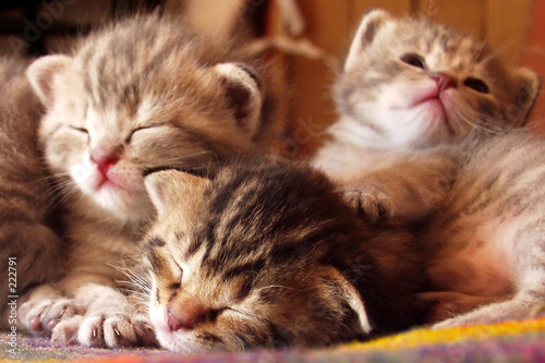 Foto-Fußmatte - kitties (von jeancliclac)