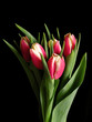 Leinwanddruck Bild - red and yellow tulips 2