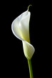 canvas print picture - calla lily 7