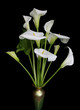 Leinwanddruck Bild - calla lilies 1