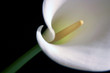 canvas print picture - calla lily 6