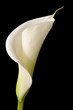 canvas print picture - calla lily 8