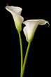 canvas print picture - calla lilies 2