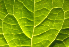 Leaf Texture 11