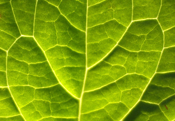 leaf texture 11