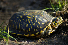 Amphibian - Ornate Box Turtle (terrapene Ornata)
