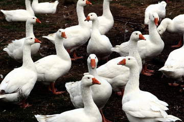 Wall Mural - goose