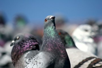 Wall Mural - pigeons