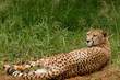 cheetah - guépard