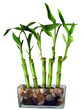 canvas print picture - lucky bamboo
