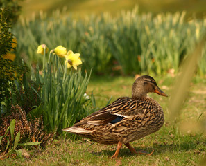 Wall Mural - duck