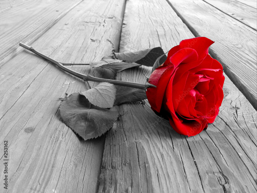 Photo Blinds Rose On Wood Bw Nikkel Art