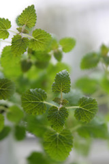 lemon balm