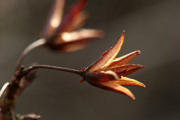 Canvas Print - branches