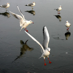 Wall Mural - bird seagull