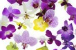 orchids background #2