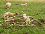 Fototapeta Pokój dzieciecy - sheep