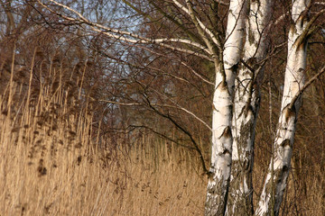 Canvas Print - branches