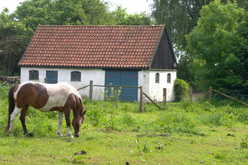 Wall Mural - horses