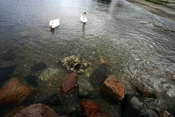 Wall Mural - sea swans