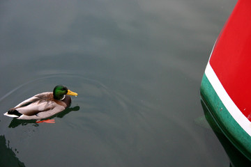 Wall Mural - duck and boat