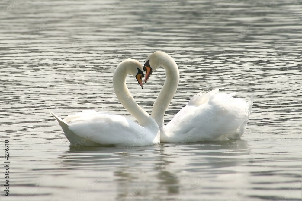 liebesspiel von schwänen