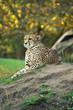 majestätisch aussehender gepard