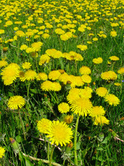 Wall Mural - dandelion meadow