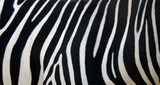Fototapeta Fototapeta z zebrą - zebra stripes