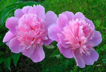 Wall Mural - peony