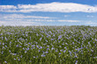 flax field