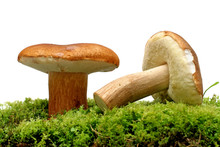 Wild Mushrooms Over White
