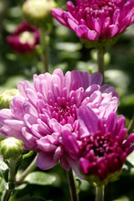 Purple Mums - Chrysanthemum Flowers