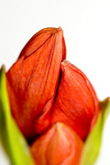 Wall Mural - amaryllis buds