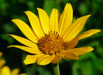 Wall Mural - closeup of yellow flower