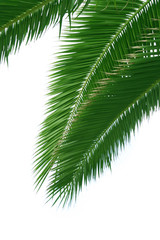 isolated palmtree