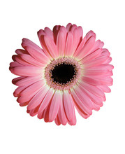 Pink Gerbera Flower Isolated