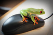 frog on mouse