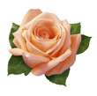 canvas print picture - pink rose
