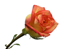 Multi Colored Rose