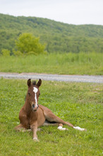 Young Lazy Horse