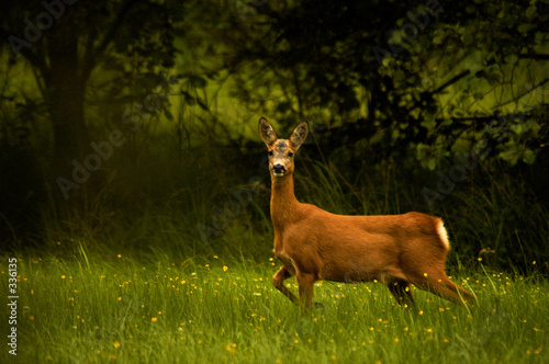 Fototapeta na wymiar deer