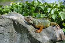 Iguana Sleeping On A Rock